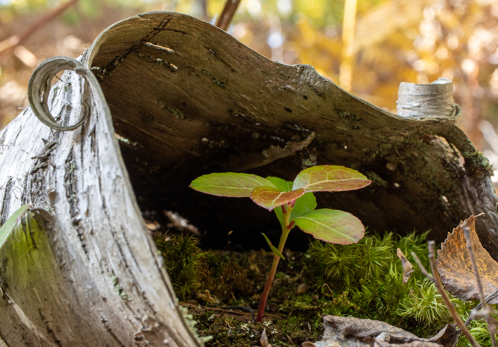 2019-Desrosiers-Birch-Shelter-5908